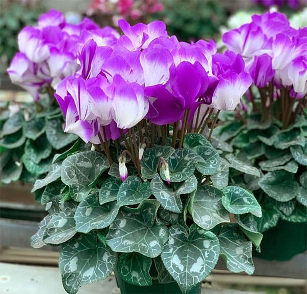 シクラメン：かんざし5号鉢