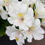 草花の苗/アルストロメリア:クラリッサ3.5号ポット植え 2,764円