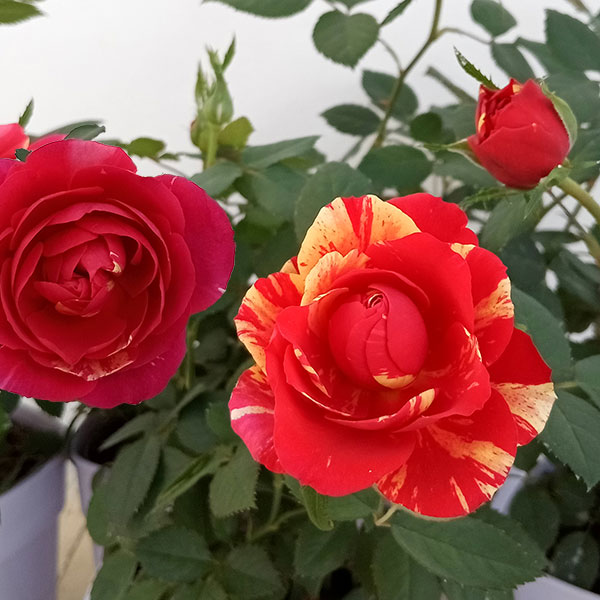 ミニバラ：ホーカスポーカス・コルダーナ5号鉢植えのサムネイル