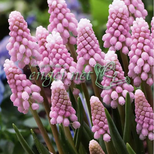 ムスカリ：ピンクサンライズ3球植え3号ポット...