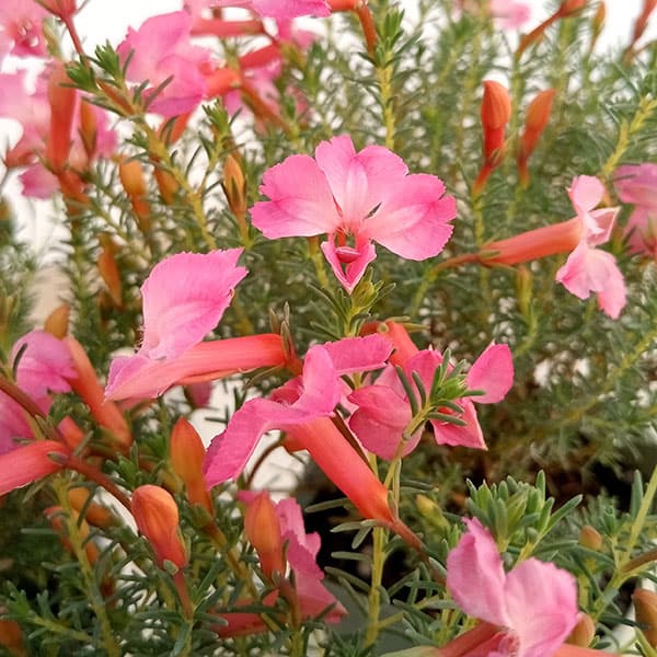 草花の苗/初恋草：レディーメルローズ3号ポット