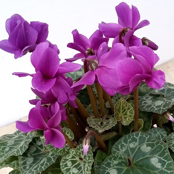 シクラメン（ミニ）：チモブルー4号鉢植え