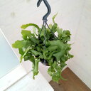 観葉植物/エピフィラム:グアテマレンシス 4号吊り鉢*