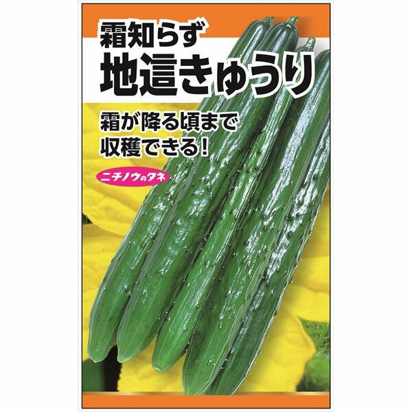 キュウリ：地這きゅうり（霜しらず）の種[野菜タネ]
