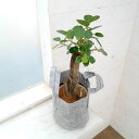 観葉植物/パンダガジュマル 5号ルーツポーチ鉢カバー入り(グレー・水分チェッカー付)