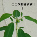草花の苗/マイハギ4号ポット