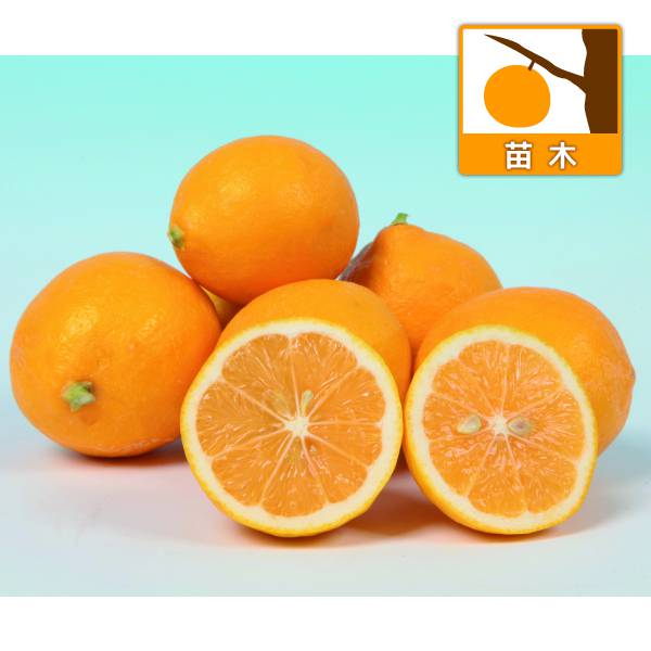 果樹の苗/レモン：ドワーフラフマイヤーレモン4号ポット