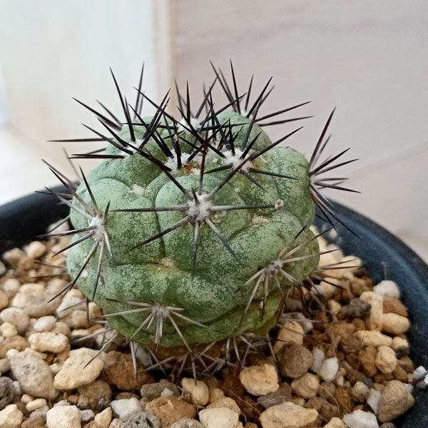 観葉植物/[アーリーサマーセール]オルテゴカクタス　マクドガリー　2.5号23-03のサムネイル