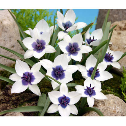 ミニチューリップ：アルバコエルレアオクラータ1球入　3号ポット植えのサムネイル