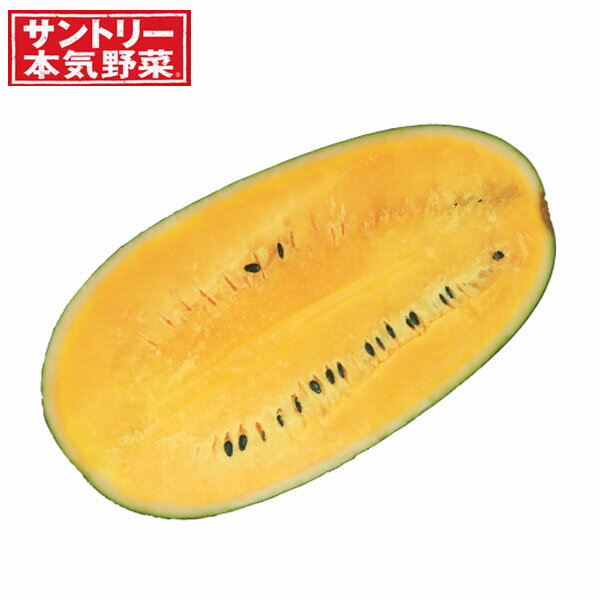 野菜の苗/スイカ：おいしいスイカ黄接木苗3.5号ポット 6株セット