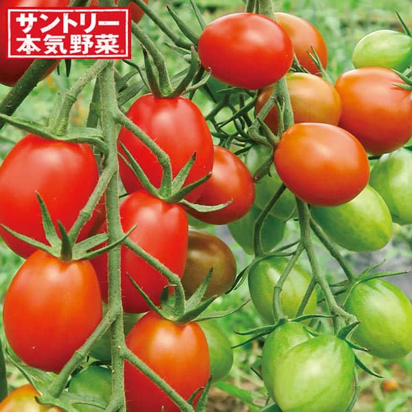 野菜の苗/ミニトマト：夏あま(R)赤3号ポット 3株セット
