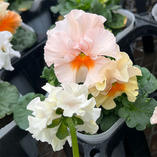 草花の苗/パンジー（フリル咲き）：シュガーボンボン（アプリコット系）3号ポット 3株セットのサムネイル