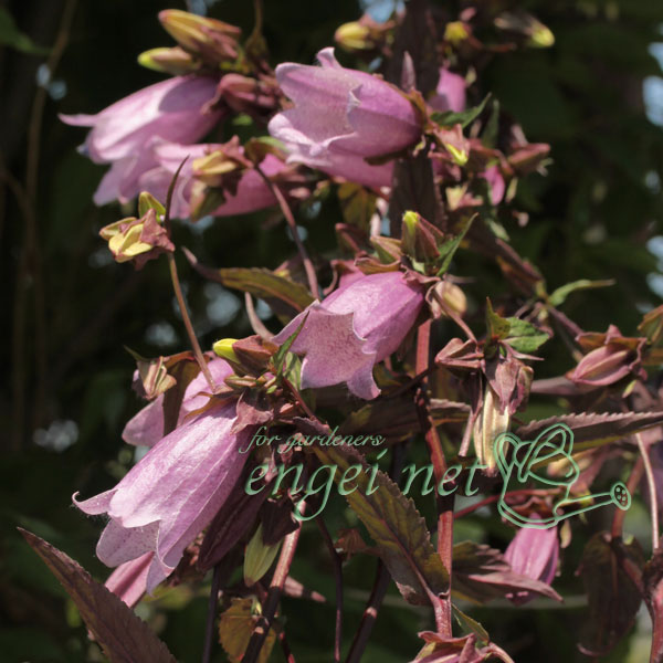 山野草の苗/ホタルブクロ：カラス葉裏紅山ほたるぶくろ3号ポット