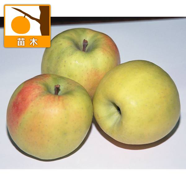 果樹の苗/リンゴ：青林（セイリン）4～5号ポット