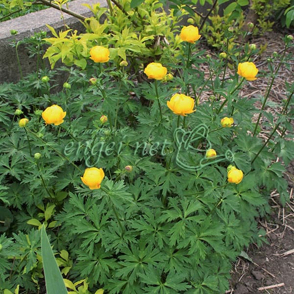 草花の苗/トロリウス（西洋キンバイソウ）：ユーロパエウス3号ポット