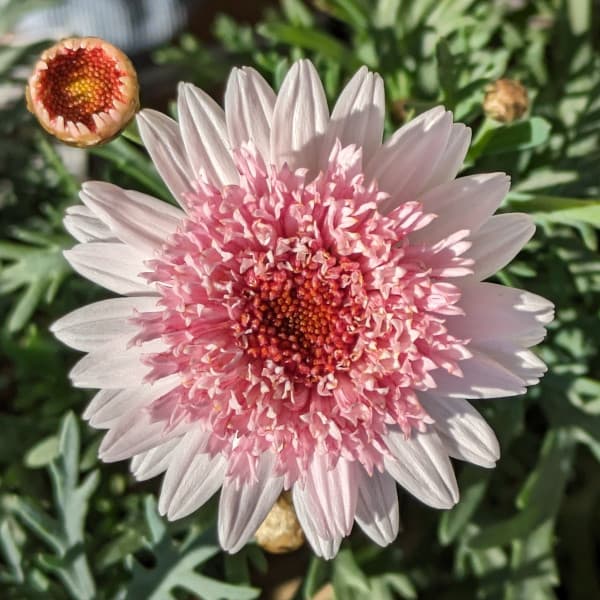 草花の苗/マーガレット：シェリーフ...