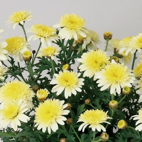 草花の苗/マーガレット：おぼろ月3...