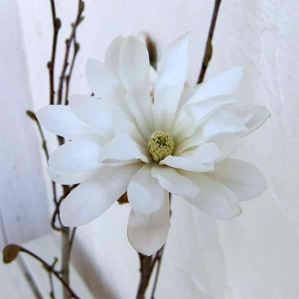 花木 庭木の苗/ヒメコブシ（シデコブシ）：ロイヤルスター6号ポット