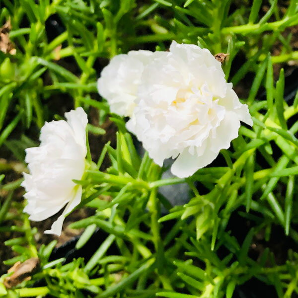 草花の苗/マツバボタン：小輪八重ホワイト3.5号ポット 3株セット