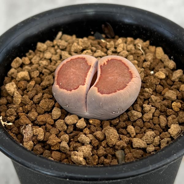 観葉植物/リトープス：紅窓玉2.5...