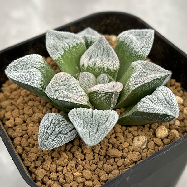 観葉植物/ハオルチア：CNMパウダー城×銀鱗ボーイ NS2/3 3号鉢植え