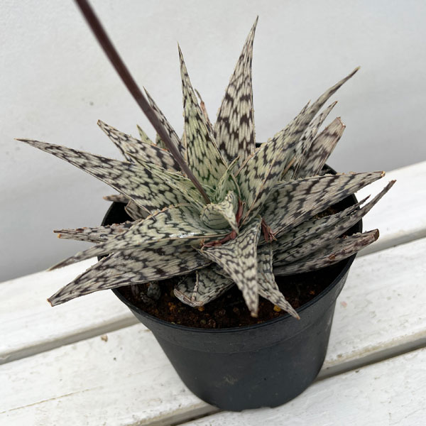 観葉植物/アロエ：ブリザード5号鉢