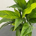 観葉植物/スパティフィラム:ゴールドメリー 5号鉢植え