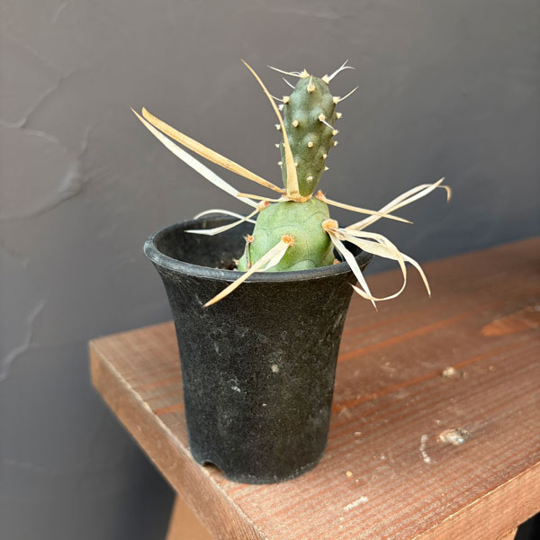 プテロカクタス、テロケファラフルセット＋テフロカクタス２０種おまけ 楽天市場】テフロカクタス（花・観葉植物｜花・ガーデン・DIY）の通販