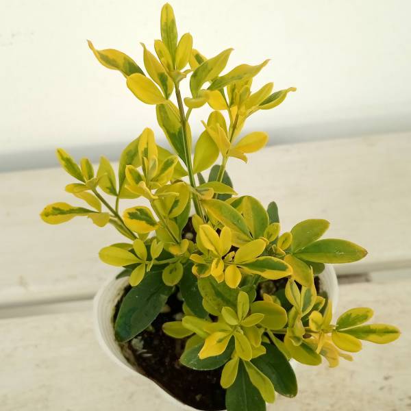 ���� ���ڤ���/�ץ����������㥹�ߥ�������2.5��ݥå�3�����å�