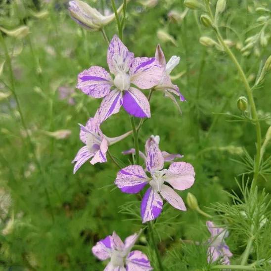 草花の苗/チドリソウ（千鳥草・ラークスパー）：かぐや姫3.5号ポット 3株セット