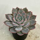 観葉植物/エケベリア:ビオナ×ポルポローネ 2.5号ポット