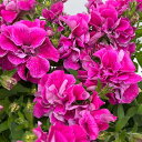 中輪八重咲き AOKAEN・フレルシリーズ草花の苗/ペチュニア：フレル　ピンク3号ロングポット碧南、鈴木園芸さんのオリジナルブランド「AOKAEN」に新しいペチュニア、フレルシリーズが登場！強健な株で分枝性が良く、お花は中輪系の八重咲タイプで長期間咲き続けてくれます。写真は成長時のイメージですが、お届けの際は苗の状態です。※環境によりまして色や八重の状態が異なる場合がございます。※品種登録または品種登録出願済みの品種ですので、無許諾で苗木等を増殖して販売することはできません。タイプナス科ペチュニア属の半耐寒性多年草（日本では1年草扱い）開花期4〜11月用途鉢植え、花壇日照日向むき栽培方法：日当たり、水はけ、風通しのよい場所が適しています。腐葉土など、有機質が多く、水はけのよい土に植えてください。鉢植えの場合は、8号（直径24cm）以上のなるべく大きな鉢に植えつけてください。土の量が多いほどたくさんの花を楽しむことができます。植え付けの際にマグァンプKなどの緩効性肥料を用土に混ぜ、植え付け後は週1〜2回程度液肥を与えてください。表土が白っぽく乾いてきたら鉢底から水が流れるまでたっぷりと水やりしてください。たくさんの花を咲かせるには、水と肥料を切らさないのがコツです。伸びすぎた枝の先を切るとたくさんのわき芽が出て花数が多くなります。ペチュニア：フレル　ピンク3号ロングポットの栽培ガイドペチュニア