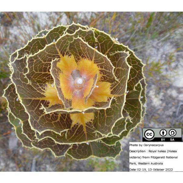 花木 庭木の苗/ハケア：ビクトリア7号素焼き鉢植えのサムネイル