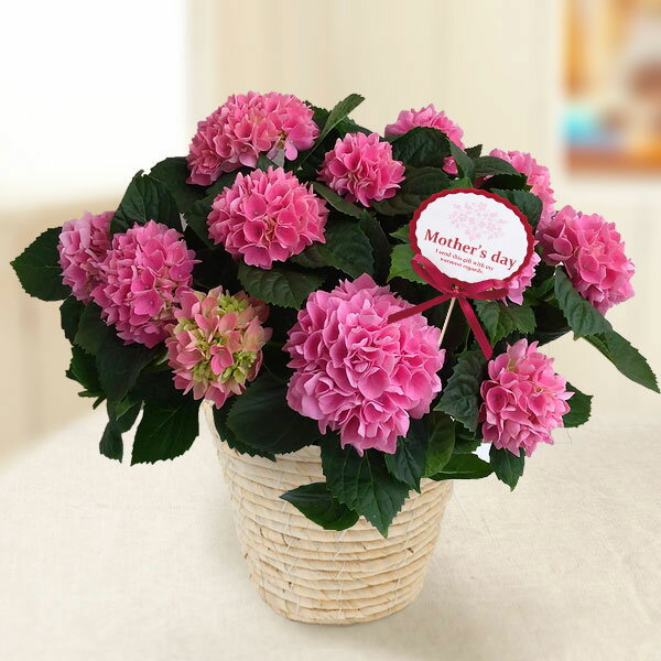 [送料無料][2026年 母の日ギフト][予約]アジサイ：茜雲（あかねぐも） 5号鉢植え[あじさい 母の日プレゼント]