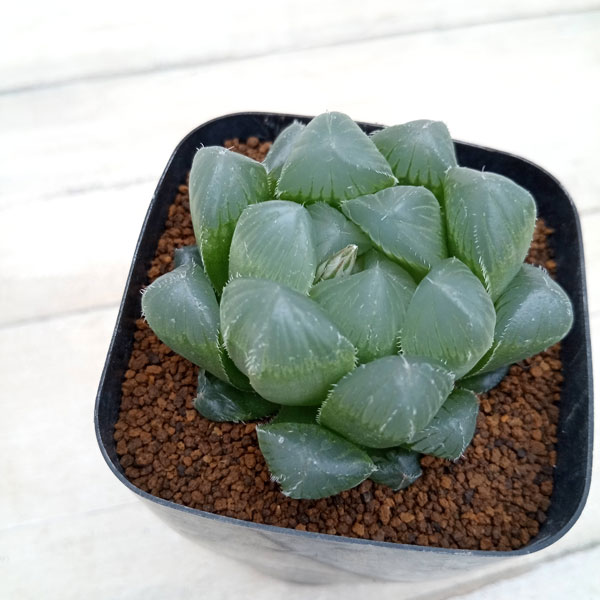 観葉植物/ハオルチア：巨大赤線オブツーサ　2.5号スクエア鉢のサムネイル