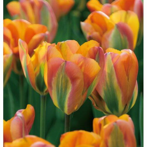 球根/チューリップ：オレンジマーマレード3球入り（V）