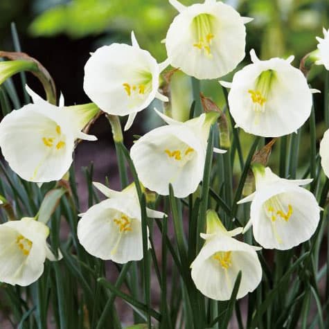 球根/水仙（ミニ）：ホワイトペチコート3球入り