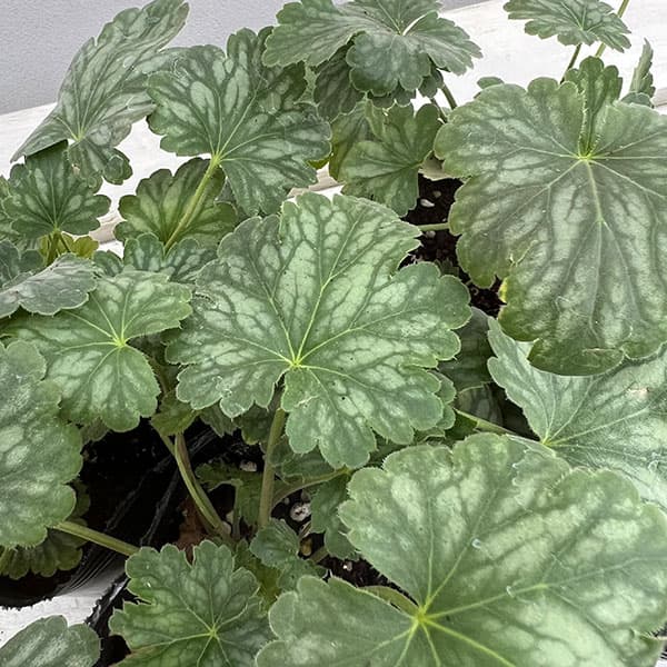 草花の苗/ヒューケラ：エバーグリー...