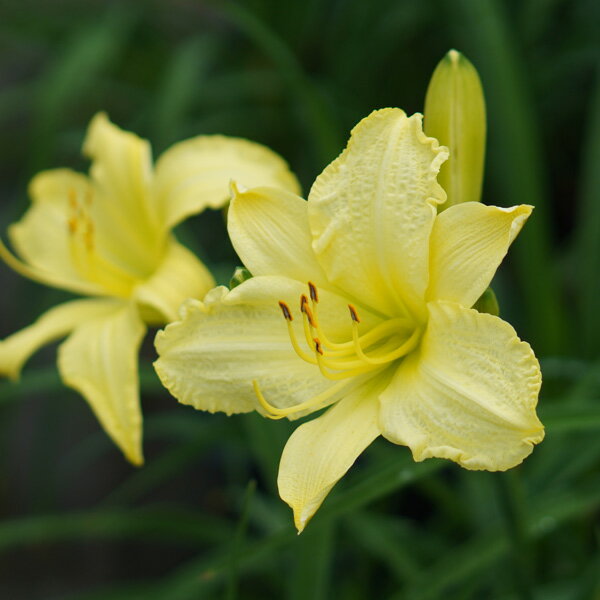 草花の苗/ヘメロカリス：ミズーリビューティー4号ポッ