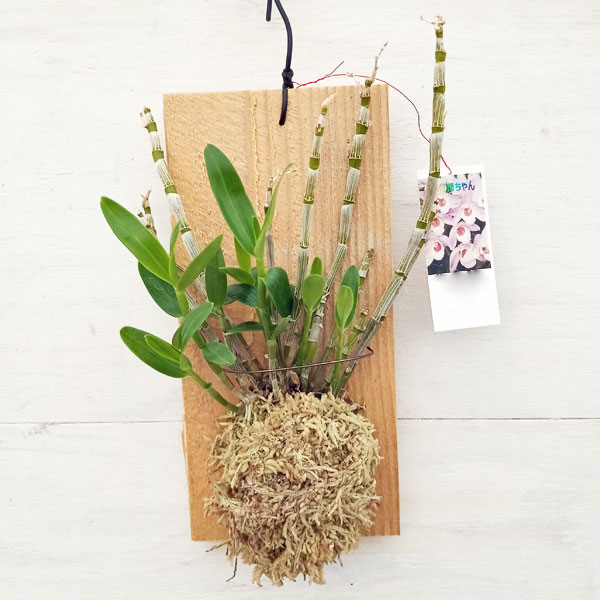 観葉植物/デンドロビウム：サンフェアリー’みこちゃん’　板付けのサムネイル
