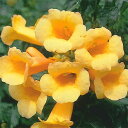 草花の苗/(わけあり特価)ノウゼンカズラ:黄花5号鉢植え