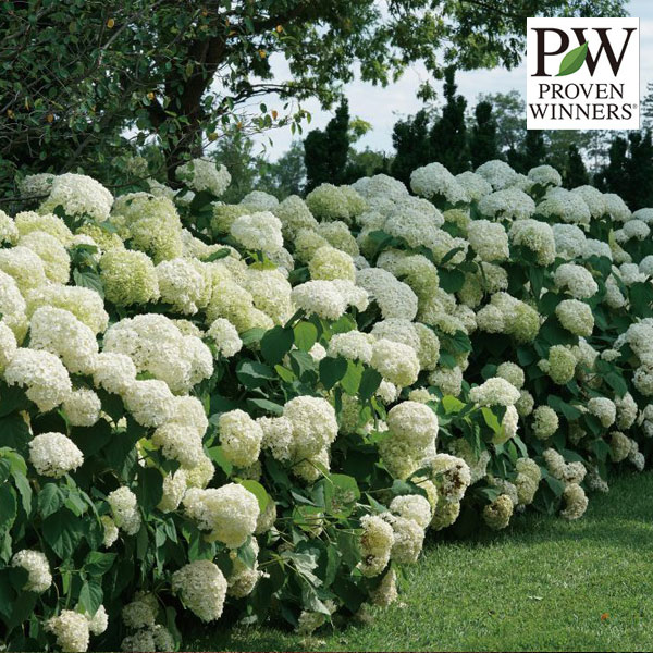 花木 庭木の苗/アジサイ（アメリカ）：アナベルジャンボ（インクレディボール）5号ポット 3株セットのサムネイル