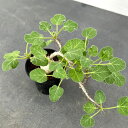 観葉植物/ヤトロファ:マルギナータ 2.5号23-02