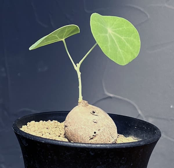 観葉植物/ステファニア：エレクタ　3号ポットのサムネイル