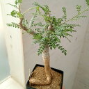 観葉植物/ボスウェリア:ネグレクタ 8.5cm角鉢23-02