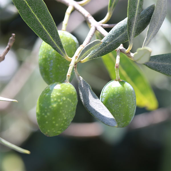 果樹の苗/オリーブ：ルッカ 3.5号ポット*