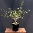観葉植物/ボスウェリア:ネグレクタ 7号鉢植え 23-01