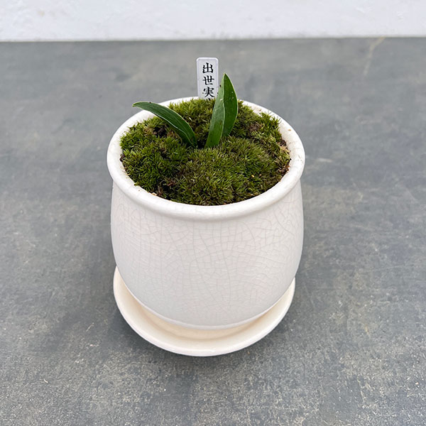 観葉植物/オモト（万年青）：出世実生・鉢植え／ステララウンド白S