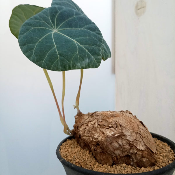 観葉植物/ステファニア：カウィーサキー（sp.ノバ）　3号鉢植え