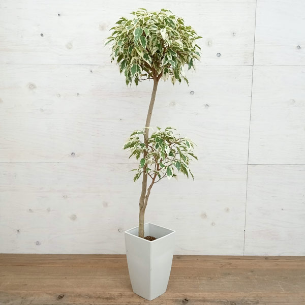 ベンジャミン 観葉植物/ベンジャミン：スターライトビューティークィーン（2段）　6号鉢植え